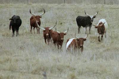 TEXAS BANDERA HERD.JPG